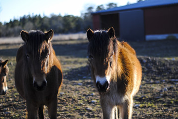 Gotland Ponies