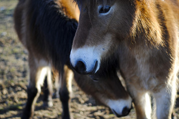 Gotland Ponies