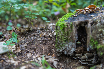 Mushrooms and moss