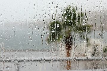 Palm tree through the rainy glass