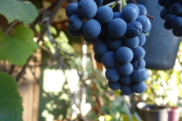 Blue grapes