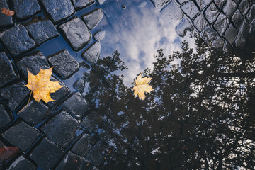 Bright yellow leaves in puddle on ground