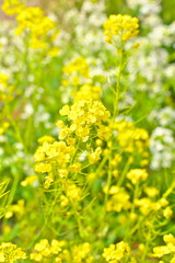 菜の花