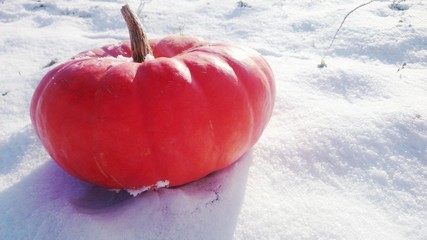 Тыква на снегу