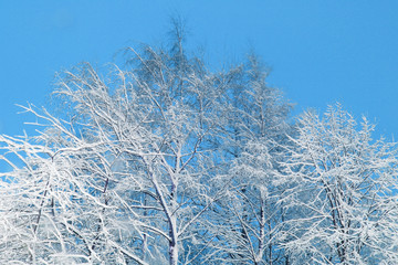 Branches covered with snow