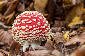 an fly agaric