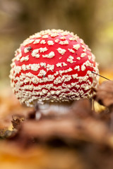 an fly agaric