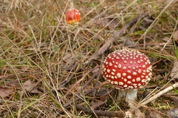 Beautiful red toadstool with white dots in forest litter
