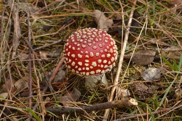 Beautiful red toadstool with white dots in forest litter