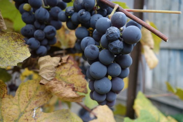 Fototapeta premium Blue grapes