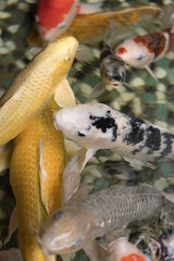 Koi Lunch