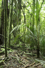 Jungle