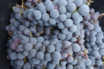 Blue grapes