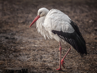 White stork (ciconia ciconia)