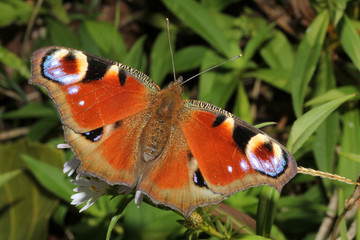 vanessa io, occhio di pavone (Inachis io)