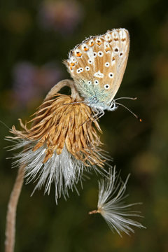 farfallina licenide su un cardo (Lysandra coridon)