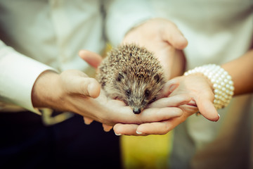 Set. small prickly hedgehog in the hands of people © honcharr