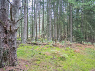 Obraz premium Trippstadt morning walk