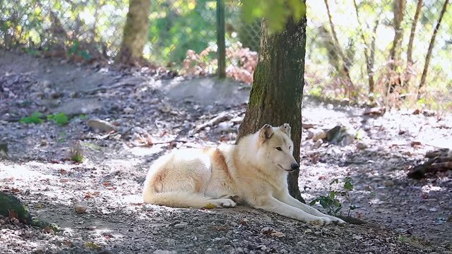 Arctic Wolf (Canis Lupus Arctos) Lying Down On Ground