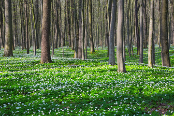 Black shadows lied on green grass and white flowers on lawn with