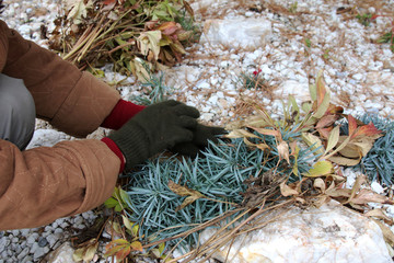 Woman hands covering cultivar carnations on alpine garden with cut peony leaves against winter frost in the autumn garden