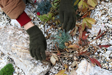 Woman hands covering cultivar carnations on alpine garden with cut peony leaves against winter frost in the autumn garden