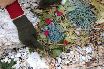 Woman hands covering cultivar carnations on alpine garden with cut peony leaves against winter frost in the autumn garden