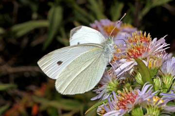 cavolaia minore, pieride della rapa (Pieris rapae  o Artogeia rapae)
