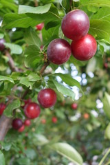 Red ripe plums on the tree