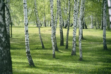 Naklejka premium Birch forest. Birch Grove. White birch trunks.