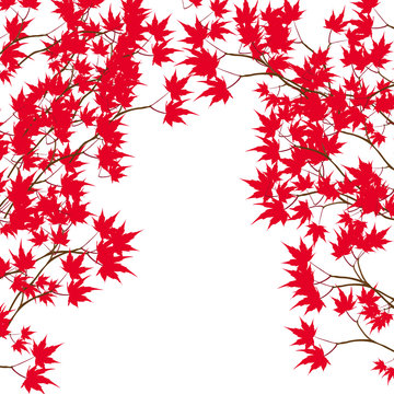 Greeting card. Red maple leaves on the branches on either side. Japanese red maple on a white background illustration
