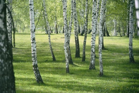 Birch forest. Birch Grove. White birch trunks.