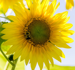 Naklejka premium Summer Flower
