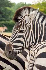 Fototapeta na wymiar Kopf eines Zebras