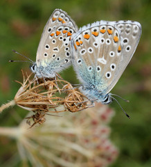 farfalline in accoppiamento (icaro, Polyommatus icarus)