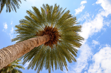 Palme von unten