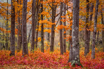Beautiful autumn forest
