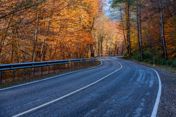 Winding road curves through autumn trees