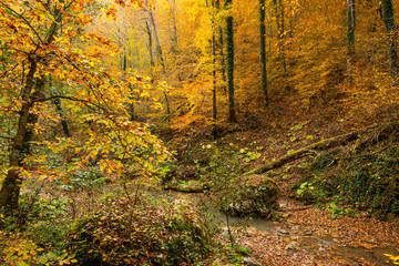 Autumn forest with creek