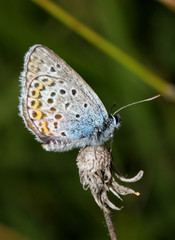 farfallina (icaro, Polyommatus icarus)