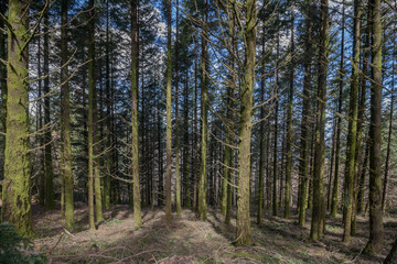 Dense pine tree woods