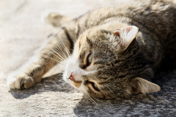 Big fluffy homeless cat with long whiskers and green-yellow eyes laying outdoor.