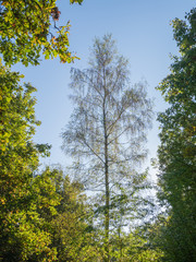 Forest morning walk