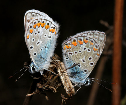 coppia di farfalline (icaro, Polyommatus icarus)