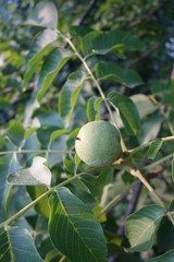 Green walnuts