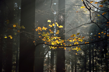 Morning light in dark autumn forest with wonderful orange leafs