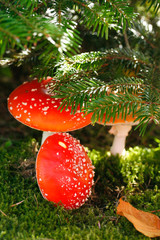 Fliegenpilze im Wald unter einer Fichte