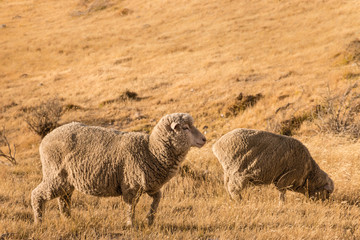 closeup of two merino sheep grazing on dry grass
