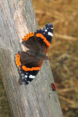 Fototapeta na wymiar farfalla rossonera, vulcano (Vanessa atalanta)