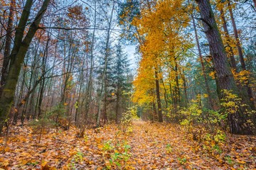 Beautiful wild fall forest with vibrant colors